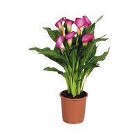 Zantedeschia (calla) mix | diverse bloemkleuren | 10 cm pot | 40 cm hoog | per stuk