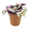 Tradescantia nanouk | 5 cm pot | circa 10 cm hoog