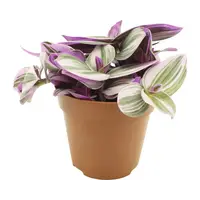 Tradescantia nanouk terrariumplant en kamerplant | 5 cm pot | circa 10 cm hoog bij levering