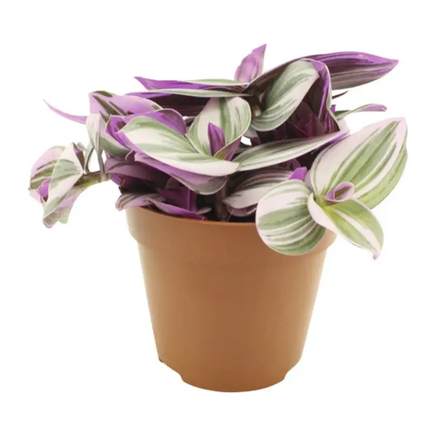 Tradescantia nanouk terrariumplant en kamerplant | 5 cm pot | circa 10 cm hoog bij levering