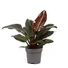 Philodendron Imperial Red | 7 cm pot | 13 cm hoog