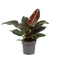 Philodendron Imperial Red terrariumplant | 7 cm pot | 13 cm hoog bij levering