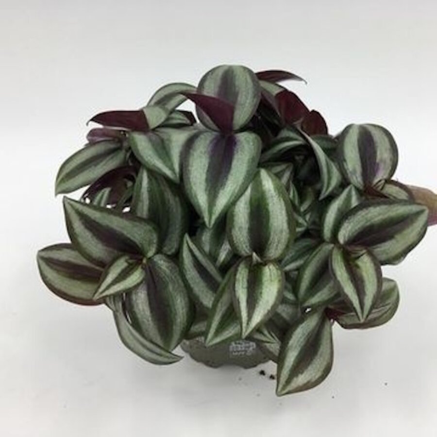 Tradescantia purple heart terrariumplant | 12 cm pot | 25 cm hoog bij levering
