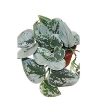 Scindapsus pictus Silvery Ann terrariumplant | 8 cm pot | ca. 15 cm hoog bij levering