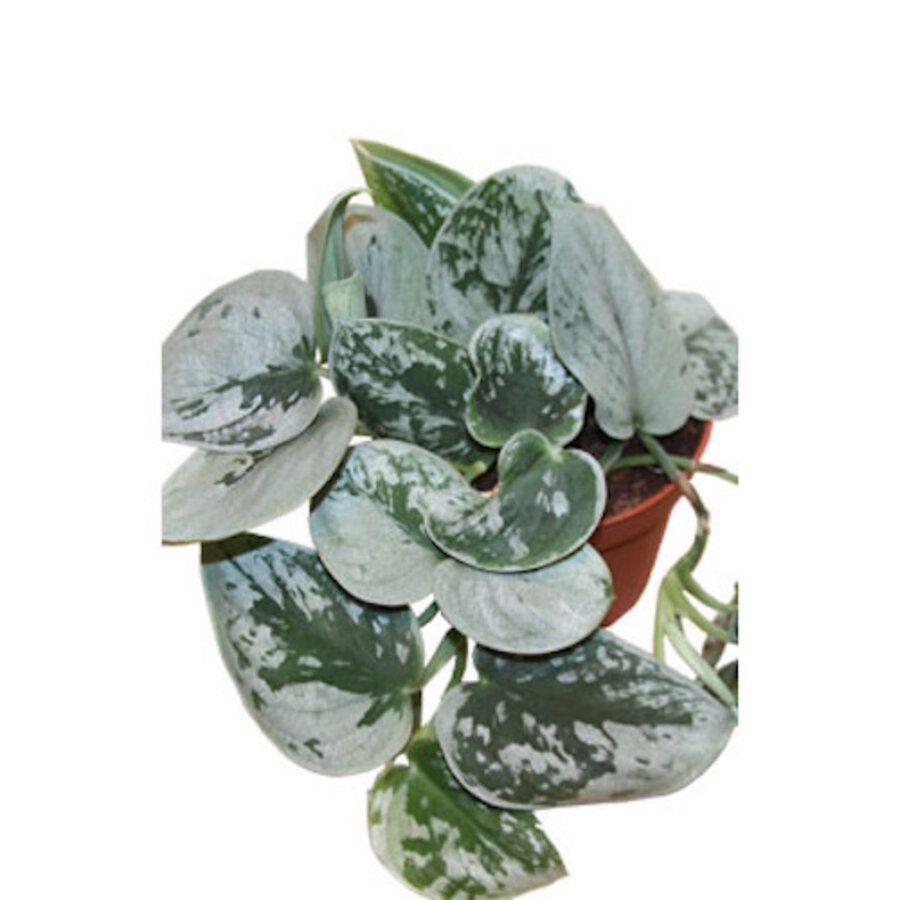 Scindapsus pictus Silvery Ann terrariumplant | 8 cm pot | ca. 15 cm hoog bij levering