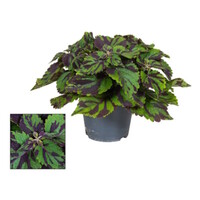 Plectranthus (Coleus Grp) 'Tiger' terrariumplant | 9 cm pot | 20 cm hoog