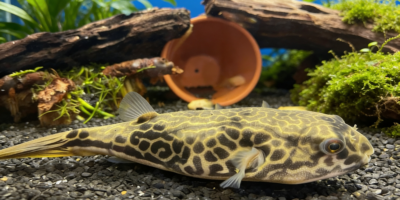 Fahaka kogelvis Tetraodon lineatus complete caresheet