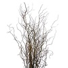 Salix babylonica 'Tortuosa' | kronkelwilg | paastak 60 cm | per tak