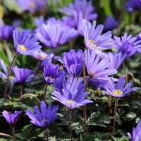Anemone blanda 'Blue Shades' (Oosterse anemoon) | 10 cm hoog | In 9 cm pot | Vroege voorjaarsbloeier voor tuin en border