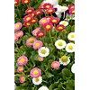 Bellis perennis (madeliefje) | 8 cm pot | mix kleuren