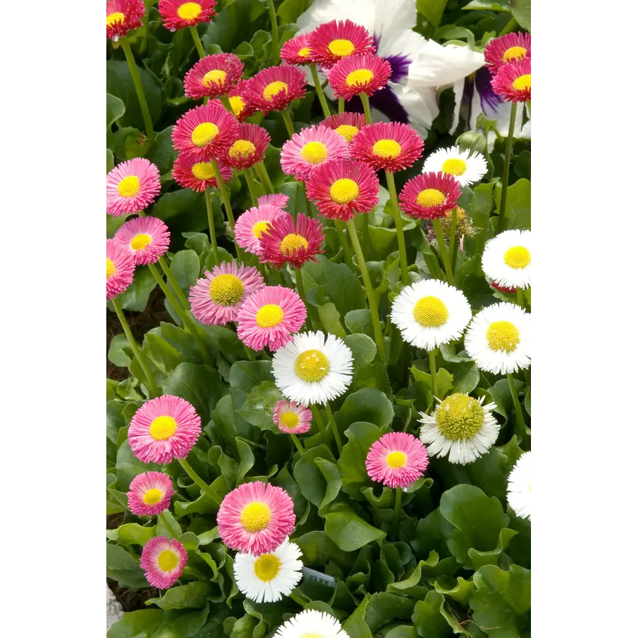 Bellis perennis (madeliefje) | 15 cm hoog | In 8 cm pot | gemengde kleuren | per stuk