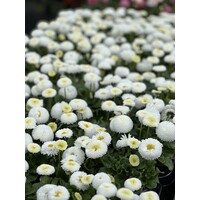Bellis perennis wit (madeliefje) | 13 cm hoog | In 9 cm pot | Vrolijke bloeier voor tuin en balkon