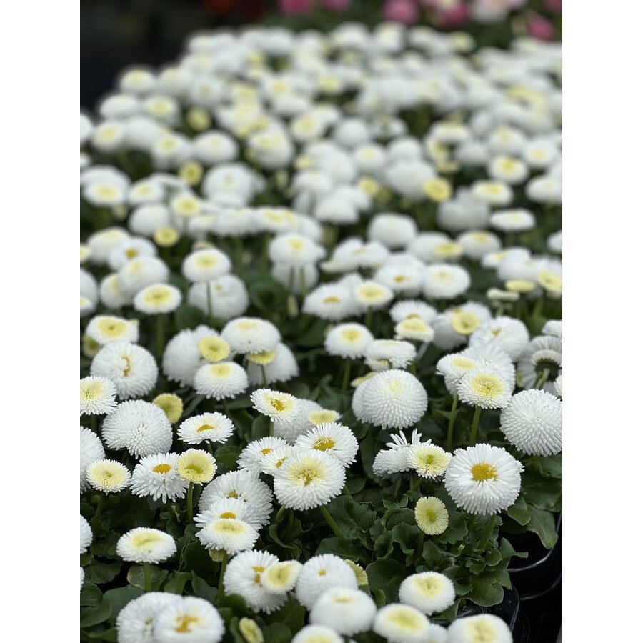 Bellis perennis wit (madeliefje) | 13 cm hoog | In 9 cm pot | Vrolijke bloeier voor tuin en balkon