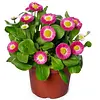 Bellis perennis | roze | 13 cm hoog | 9 cm pot