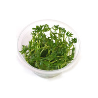 Ranunculus Inundatus | in vitro cup