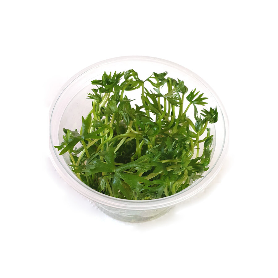 Ranunculus Inundatus | in vitro cup