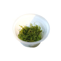 Christmas mos | Vesicularia montagnei | In vitro cup