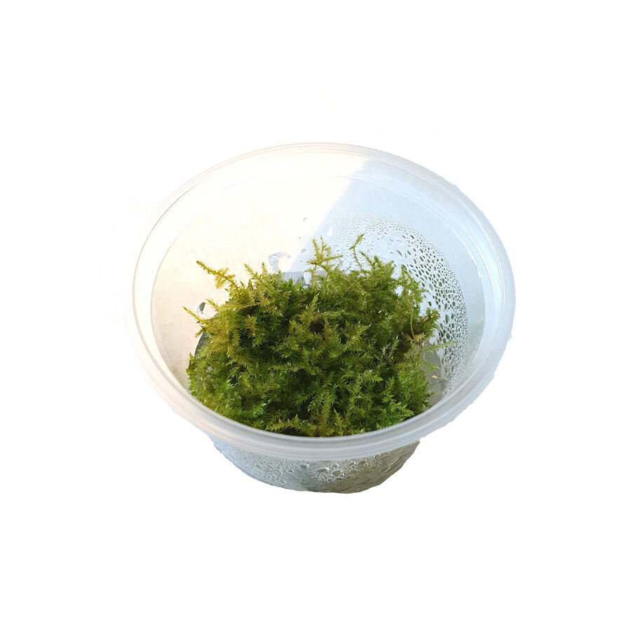 Christmas mos | Vesicularia montagnei | In vitro cup
