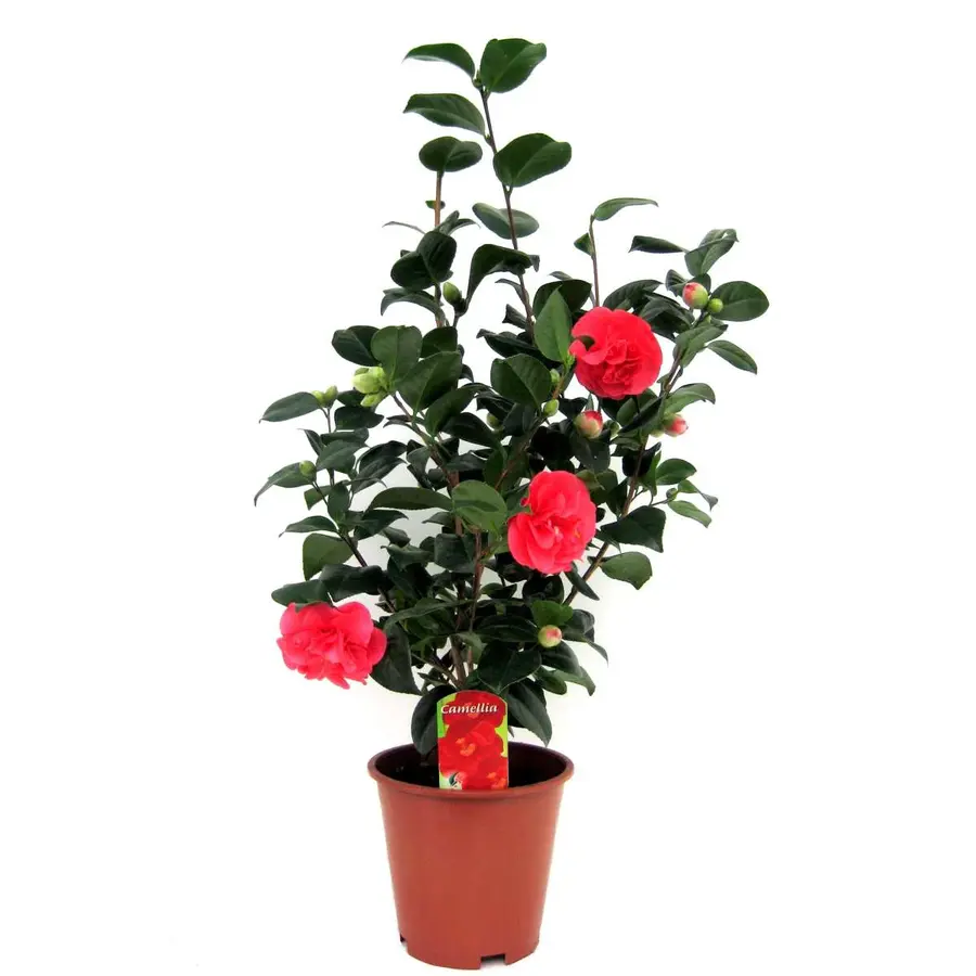 Camellia japonica | 47 cm hoog | in 13 cm pot | bloeiende camelia in kleurenmix voor tuin, balkon en terras | per stuk