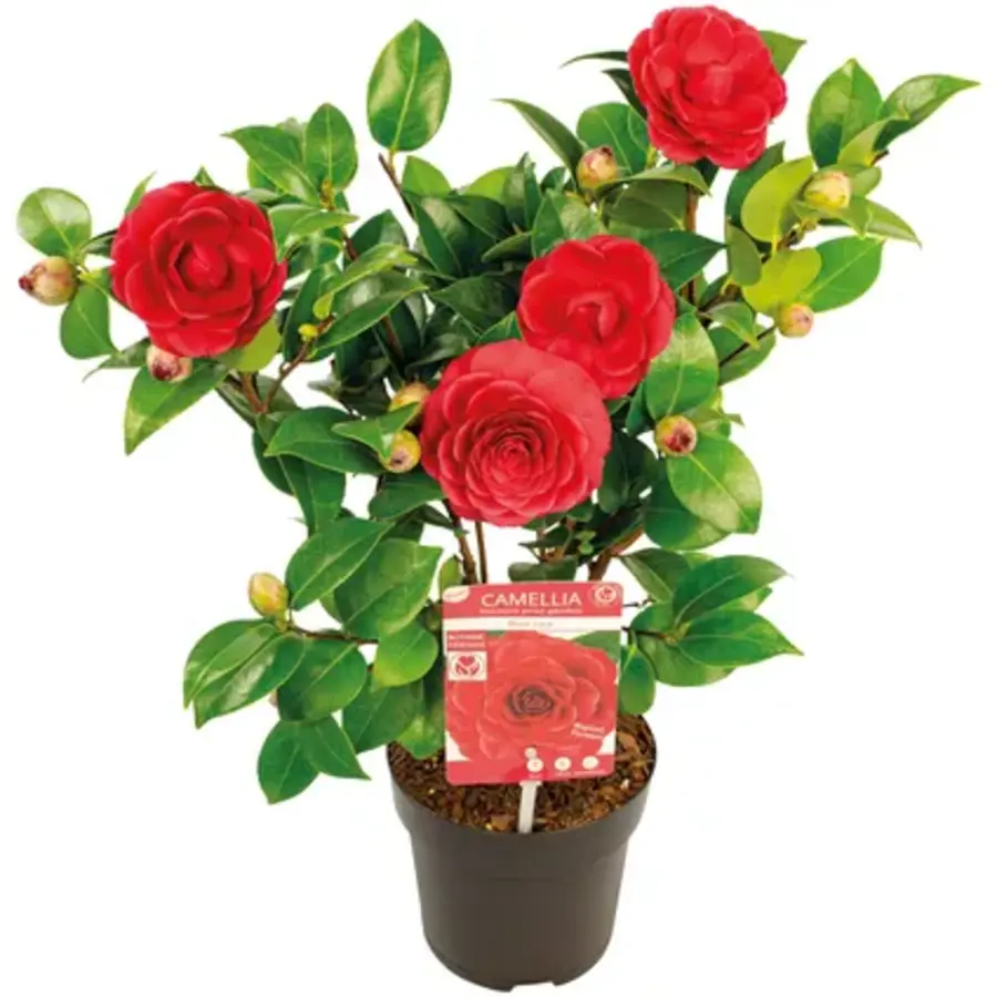 Camellia japonica | Roze camelia | 55 cm hoog | In 15 cm pot | Groenblijvende winterbloeiende heester