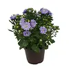 Campanula 'Blue Like Mee' | 20 cm hoog | 10 cm pot