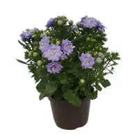 Campanula 'Blue Like Mee' (klokjesbloem) | 20 cm hoog | In 10 cm pot | Compact en rijkbloeiend