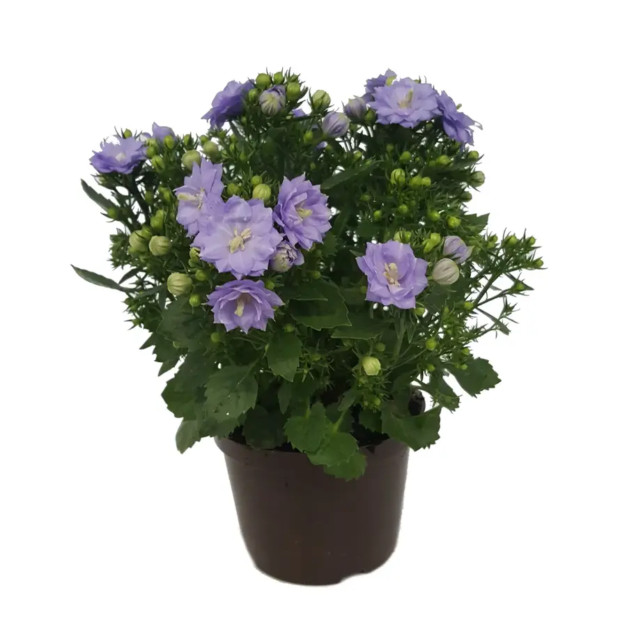 Campanula 'Blue Like Mee' (klokjesbloem) | 20 cm hoog | In 10 cm pot | Compact en rijkbloeiend