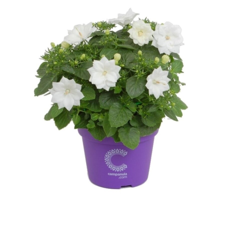 Campanula isophylla ‘Atlanta White’ (klokjesbloem) | 20 cm hoog | In 12 cm pot | Witte bloeier voor balkon en terras