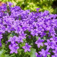 Campanula portenschlagiana Porto paars | Dalmatische klokjesbloem | 20 cm hoog | In 11 cm pot