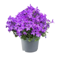 Campanula portenschlagiana Porto paars | Dalmatische klokjesbloem | 20 cm hoog | In 11 cm pot