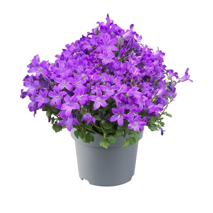 Campanula portenschlagiana Porto paars | Dalmatische klokjesbloem | 20 cm hoog | In 11 cm pot