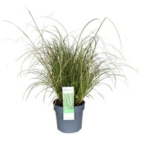 Carex brunnea (zegge) | 20 cm hoog | In 9 cm pot | Wintergroen siergras voor tuin en balkon