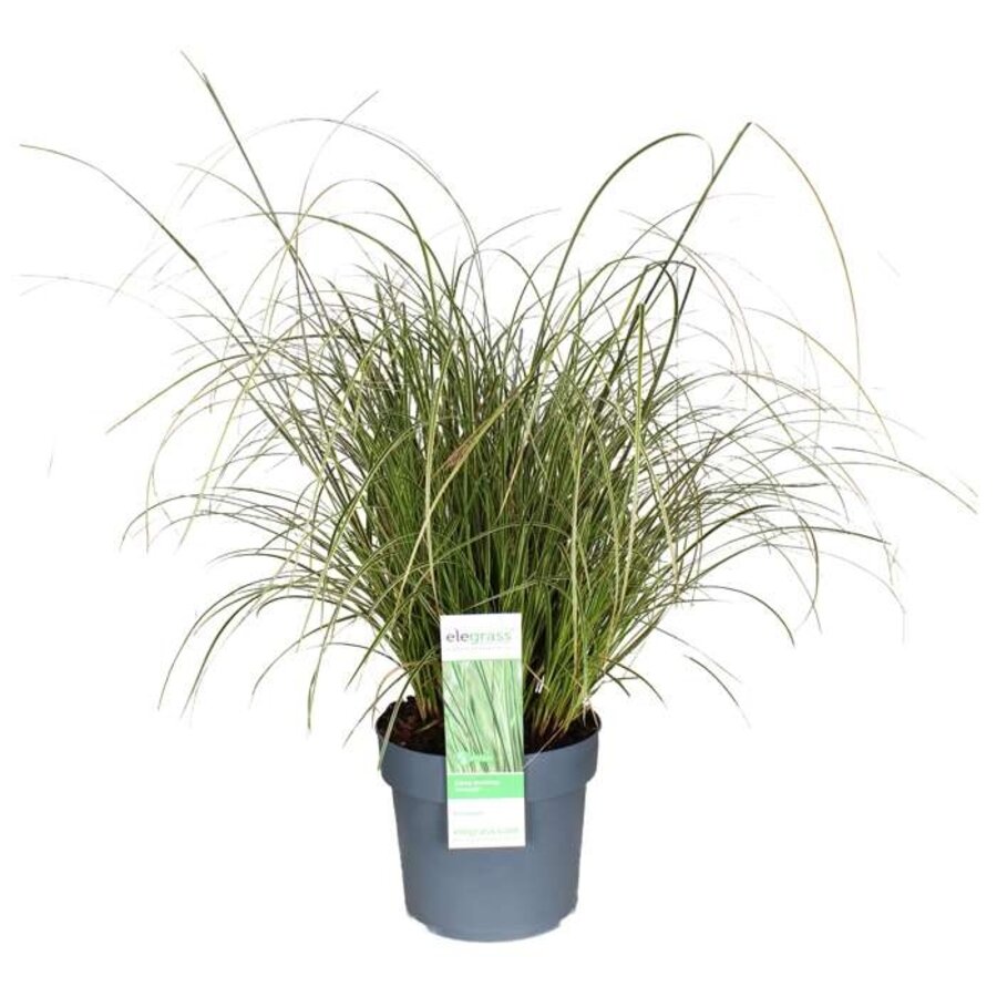 Carex brunnea (zegge) | 20 cm hoog | In 9 cm pot | Wintergroen siergras voor tuin en balkon