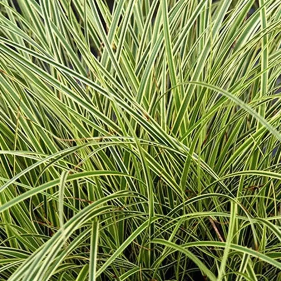 Carex brunnea (zegge) | 20 cm hoog | In 9 cm pot | Wintergroen siergras voor tuin en balkon