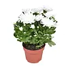Chrysanthemum Brave wit kussenchrysant | 26 cm hoog | 12 cm pot