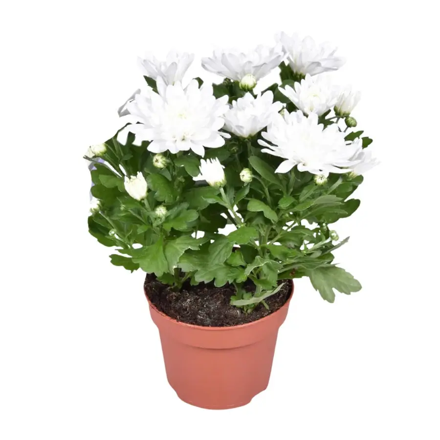 Chrysanthemum Brave wit | kussenchrysant | 26 cm hoog | in 12 cm pot | rijke najaarsbloei