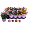 Chrysanthemum | tweekleurige bloem | 25 cm hoog | 12 cm pot | per stuk