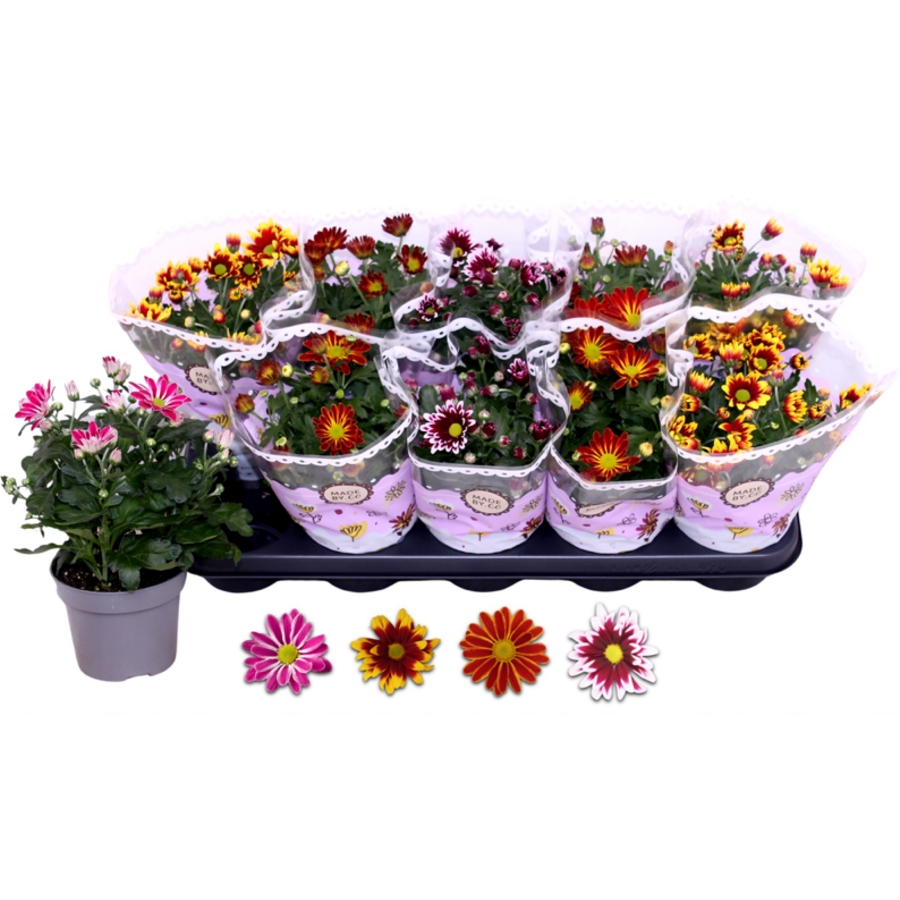Chrysanthemum (tuinchrysant) | 2 kleuren in 1 bloem | diverse kleurenmix | 25 cm hoog | 12 cm pot | per stuk