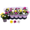 Chrysanthemum | gemengde kleuren | 25 cm hoog | 12 cm pot | per stuk