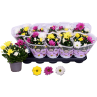 Chrysanthemum (herfstchrysant) | gemengde kleuren | 25 cm hoog | in 12 cm pot | per stuk