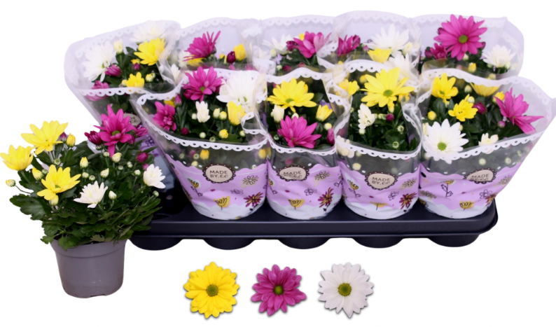 Chrysanthemum gemengde kleuren | 25 cm | 12 cm pot | Junai.nl - Junai.nl