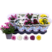 Chrysanthemum (tuinchrysant) dubbele bloem | gemengde kleuren | 25 cm hoog | in 12 cm pot | per stuk