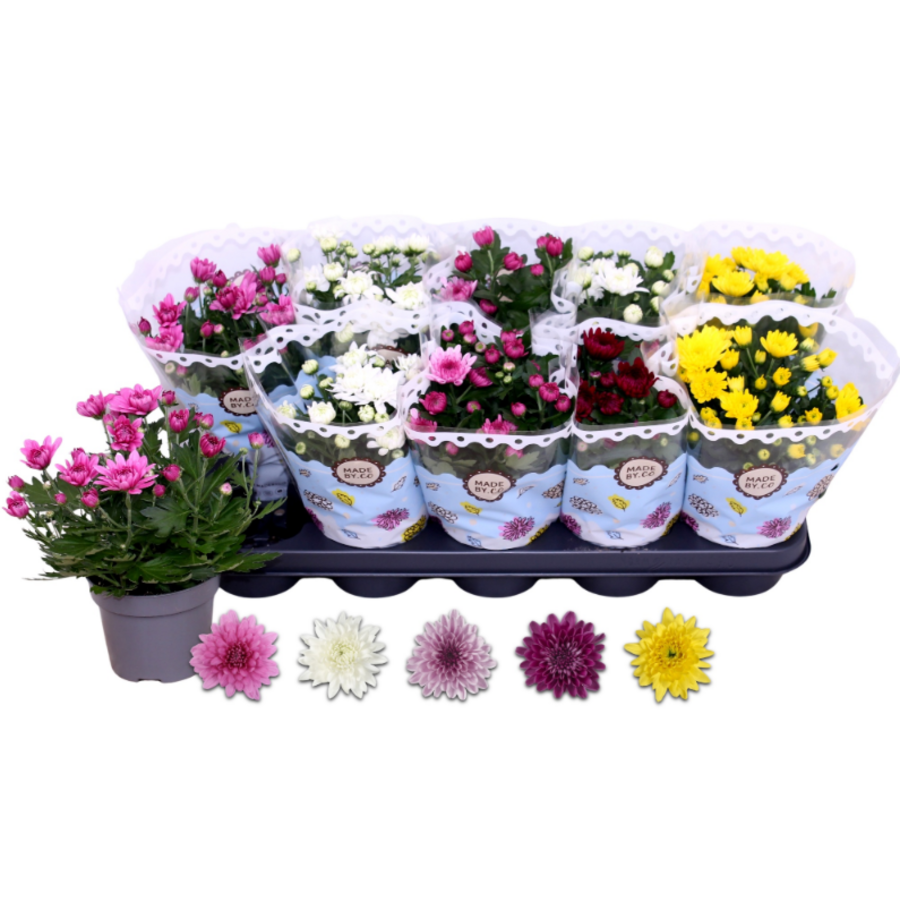 Chrysanthemum (tuinchrysant) dubbele bloem | gemengde kleuren | 25 cm hoog | in 12 cm pot | per stuk