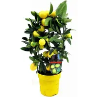 Citrus limon (citroenboom) | 70 cm hoog | In 21 cm pot | Mediterrane citrusstruik voor terras en balkon