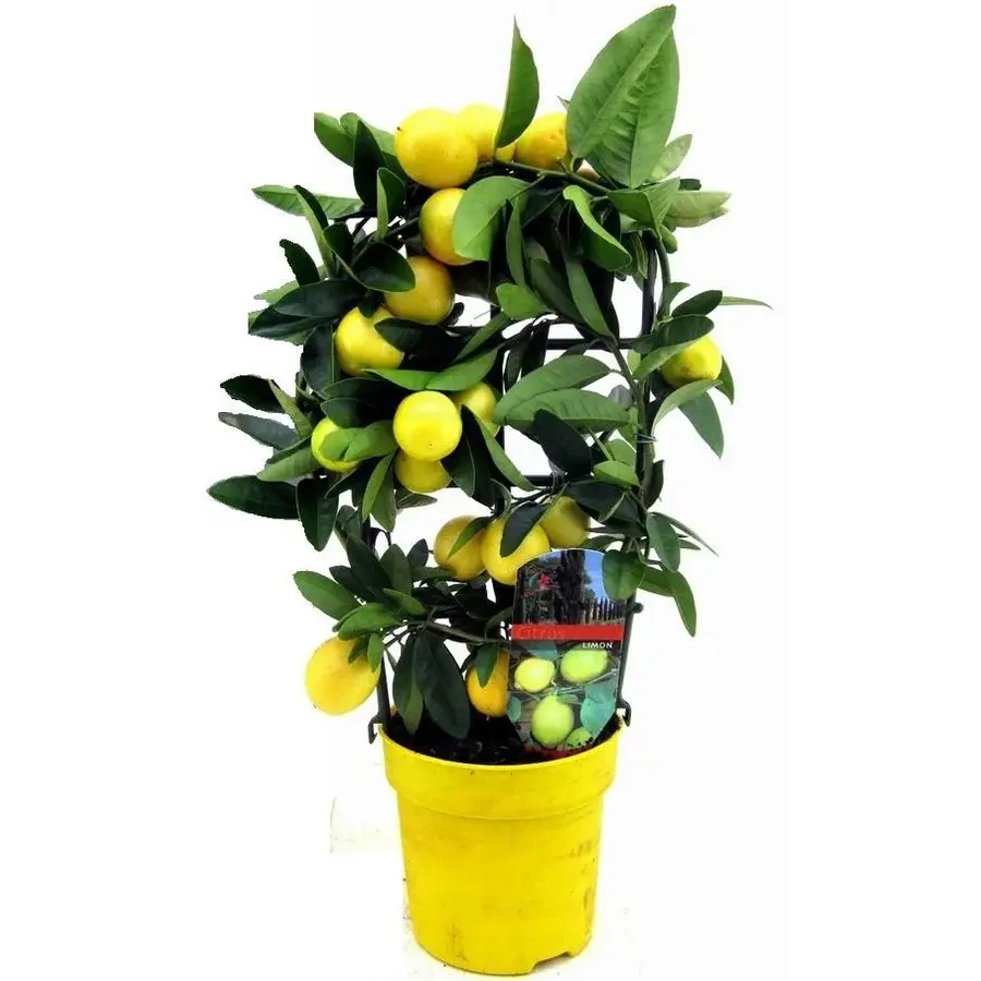 Citrus limon (citroenboom) | 70 cm hoog | In 21 cm pot | Mediterrane citrusstruik voor terras en balkon