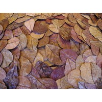 Catappa Leaves 10 stuks natuurlijke amandelboombladeren