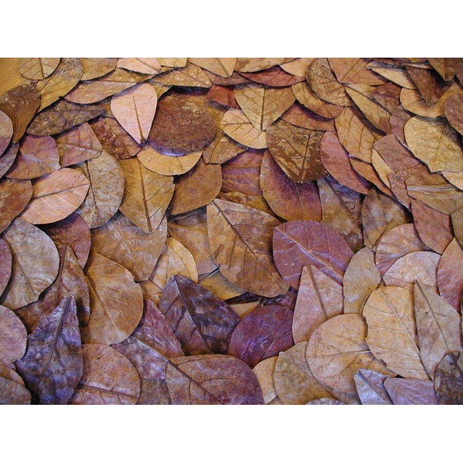 Catappa Leaves 10 stuks natuurlijke amandelboombladeren