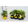 Citrus x floridana | Limequat | 35 cm hoog | 14 cm pot