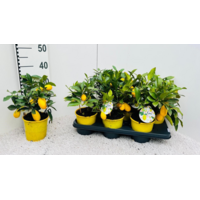 Citrus x floridana (limequat) | 35 cm hoog | in 14 cm pot | mediterrane kuipplant met geurige bloesem