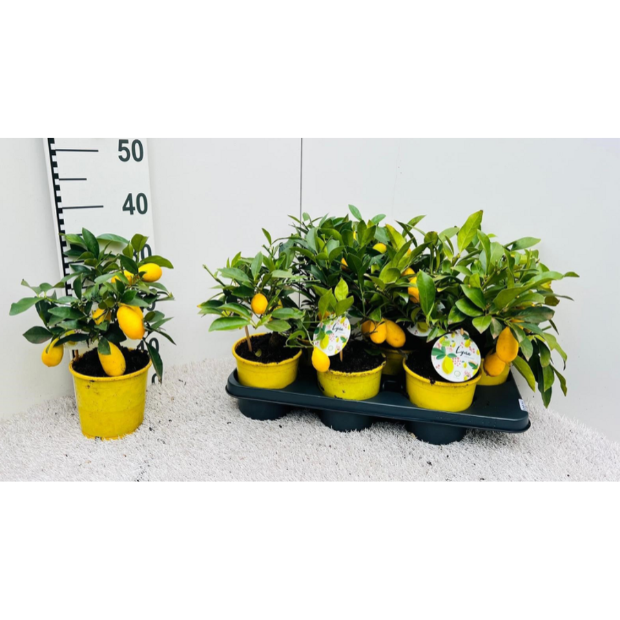Citrus x floridana (limequat) | 35 cm hoog | in 14 cm pot | mediterrane kuipplant met geurige bloesem